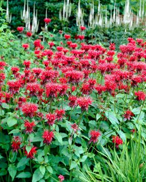 Kesäperhonen-perennapenkki 43 kpl