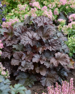 Purppurakeijunkukka 6 kpl