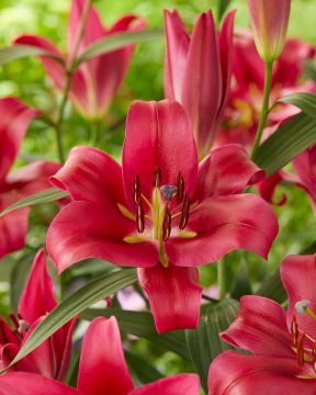 Puulilja Red Desire 5 kpl