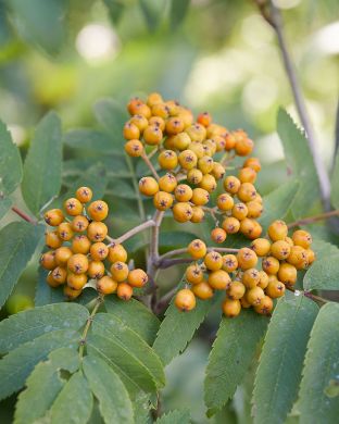 Pylväspihlaja Fingerprint