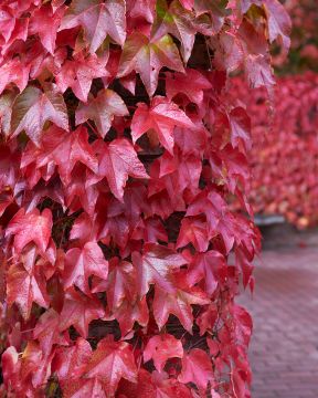 Raatihuonevilliviini Veitchii