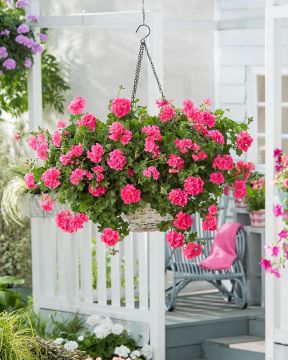 Riippapelargoni Sunflair Linda Pink