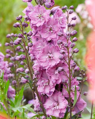 Jaloritarinkannus Pink Power 3 kpl