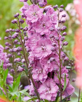 Jaloritarinkannus Pink Power 3 kpl