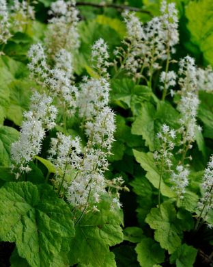 Rönsytiarella 3 kpl