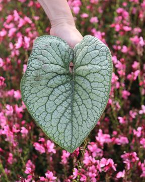 Rotkolemmikki Jack of Diamonds