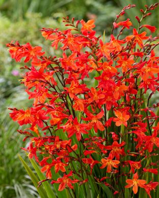 Tarharuostekukka Carmine Brilliant 10 kpl