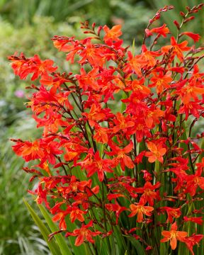 Tarharuostekukka Carmine Brilliant 10 kpl