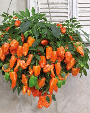 Ruukkupaprika Peppers from Heaven Orange 3 kpl