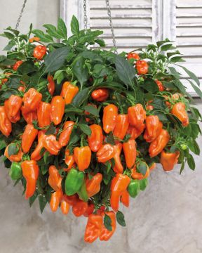 Ruukkupaprika Peppers from Heaven Orange 3 kpl