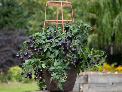 Ruukkutomaatti Akoya 3 kpl