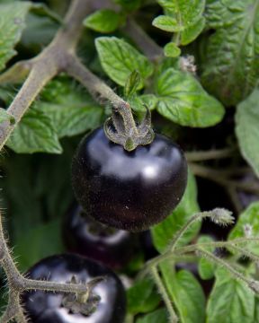 Ruukkutomaatti mix 3 kpl