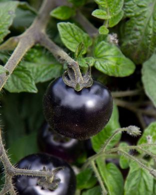 Ruukkutomaatti Akoya 3 kpl