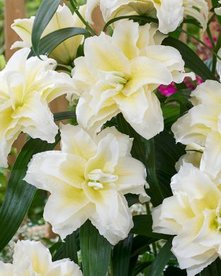 Ruusulilja Ludwina 5 kpl