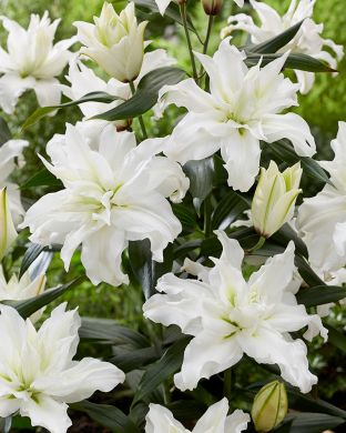 Ruusulilja Ramona 5 kpl