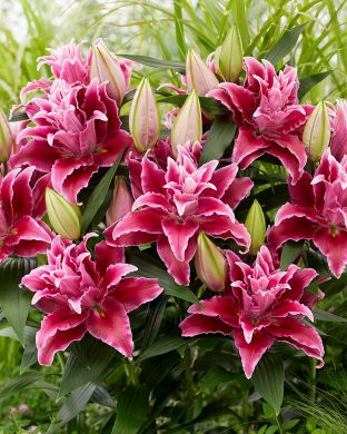 Ruusulilja Tabitha 5 kpl