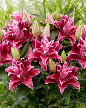 Ruusulilja Tabitha 5 kpl