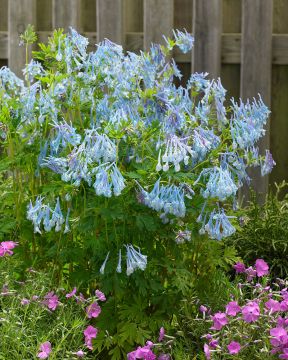 Safiirikiurunkannus Craigton Blue 3 kpl
