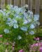 Safiirikiurunkannus Craigton Blue 3 kpl