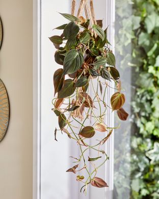 Samettiköynnösvehka Micans