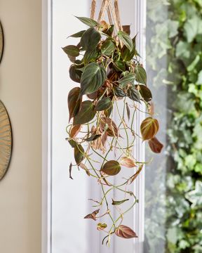 Samettiköynnösvehka Micans