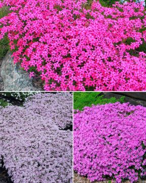 Sammalleimu mix 9 kpl