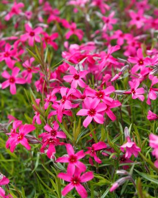 Sammalleimu Scarlet Flame 6 kpl