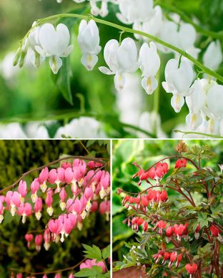 Särkynytsydän mix 3 kpl