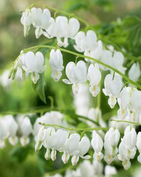 Särkynytsydän valkoinen 3 kpl