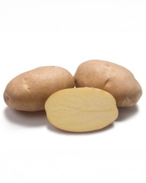 Siemenperuna Innovator 2,5 kg