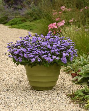 Sinitähtönen Monarch Magic