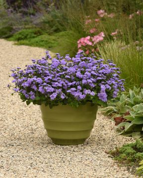 Sinitähtönen Monarch Magic