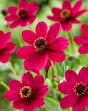 Suklaakosmos Cherry Chocolate