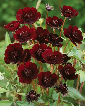 Suklaakosmos Chocomocha