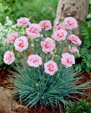 Sulkaneilikka Doris 3 kpl