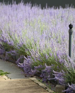 Sulkasalvia Lacey Blue 3 kpl