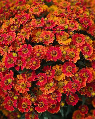 Syyshohdekukka Autumn Fire 3 kpl