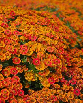 Syyshohdekukka Autumn Fire 3 kpl