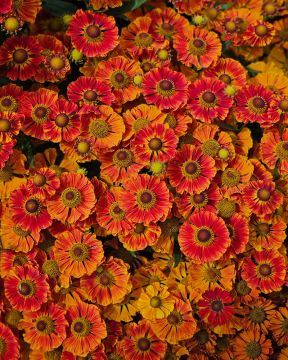 Syyshohdekukka Autumn Fire 3 kpl