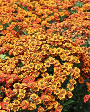 Syyshohdekukka Autumn Fire 3 kpl