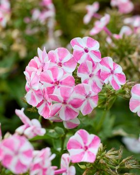 Syysleimu Bambini Candy Crush 3 kpl