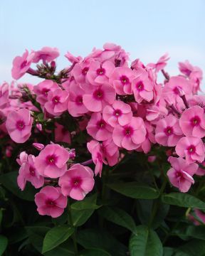 Syysleimu Jeff's Pink 5 kpl