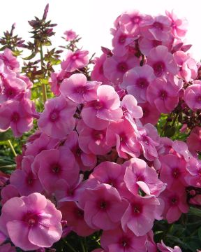 Syysleimu Jeff's Pink 5 kpl