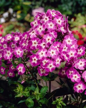 Kesähaaveita-perennapenkki 30 kpl