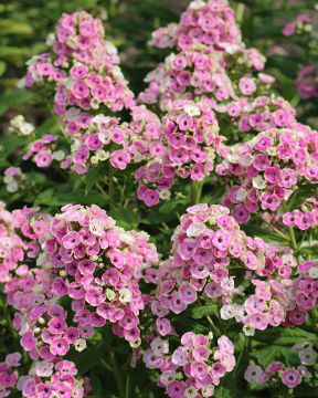 Syysleimu Orchid Yellow 3 kpl