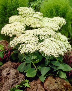 Syysmaksaruoho Stardust 3 kpl