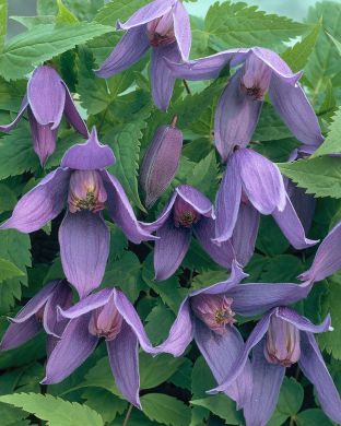 Tarha-alppikärhö Helsingborg