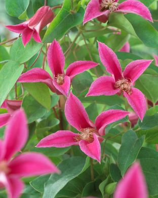 Tarhalyhtykärhö Princess Diana 