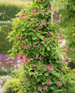 Tarhalyhtykärhö Princess Diana 