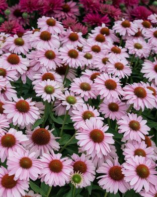 Tarhapunahattu Blush 3 kpl